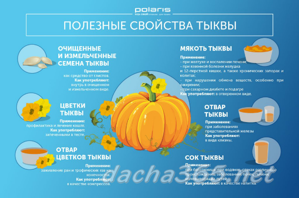 Тыква1