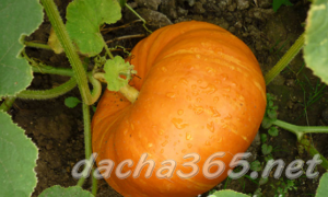 Тыква12