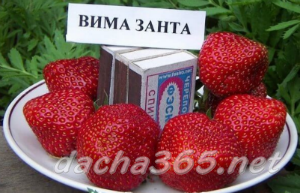 клубника11