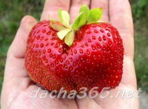 клубника12