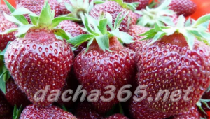 клубника22
