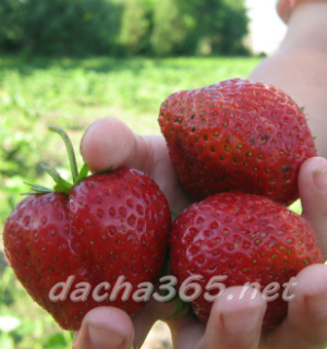 клубника25