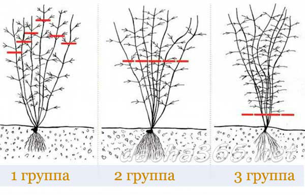 клемантис3