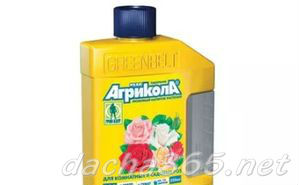 гортензия4