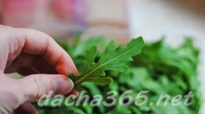 рукола2