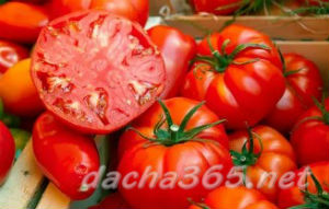 томатсок1