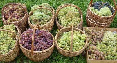 vino-iz-vinograda-2