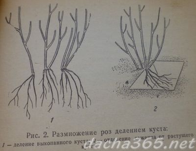 полироз11