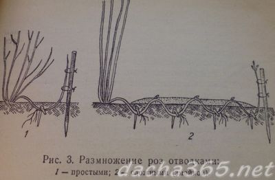 полироз12