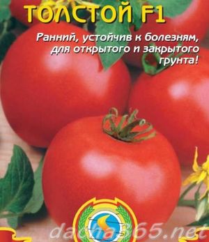 толстой5